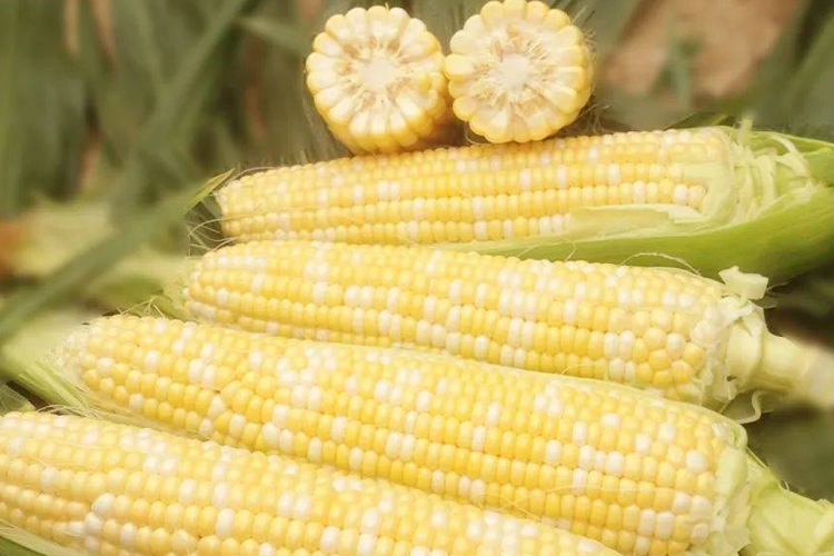 行业解析 | 中国鲜食玉米产业现状分析：从种植到销售，探究市场发展趋势